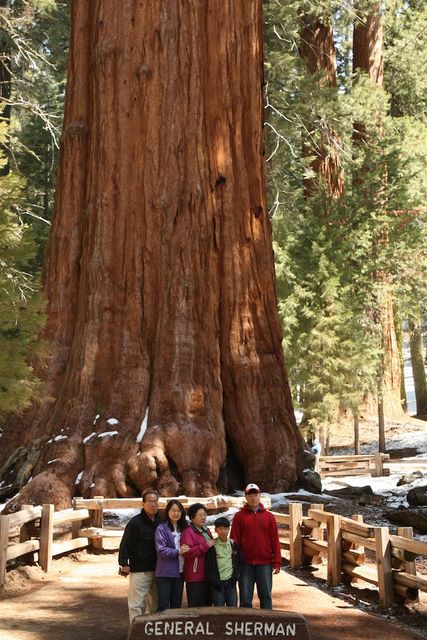 General Sherman Sequoia Tree