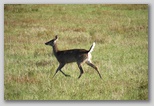 Deer in Big Meadows