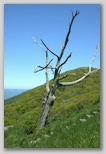 Overlook with dead tree
