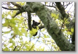 Bear cub in a tree