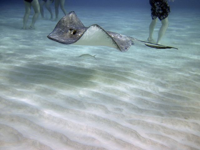 Stingray City -- Wading with the Rays 