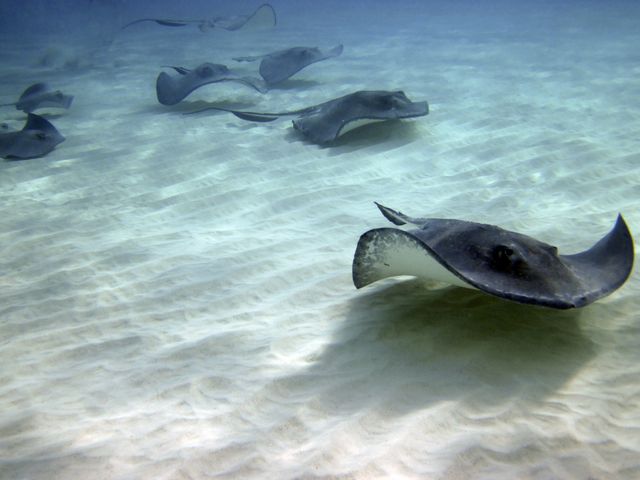 Stingray City -- Looking for a handout 