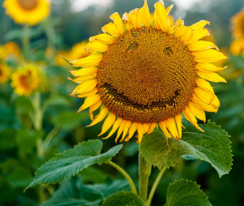 Sunflower - Funny Face 