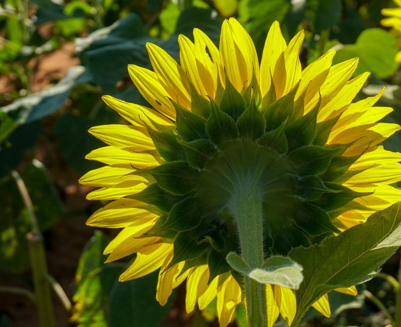 Sunflower - Back lighted 