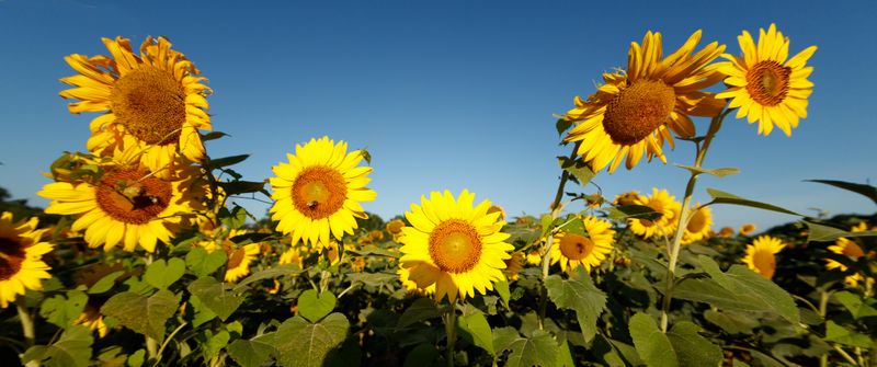 Group of Sunflowers 