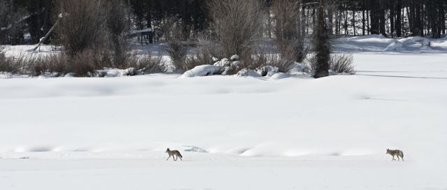 TetonsWinter -- Coyotes 