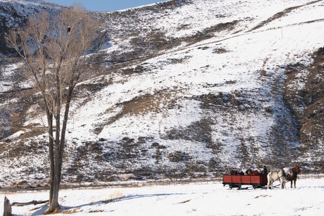 TetonsWinter -- Wagon trip through the Elk Refuge (Bald Eagle in tree) 