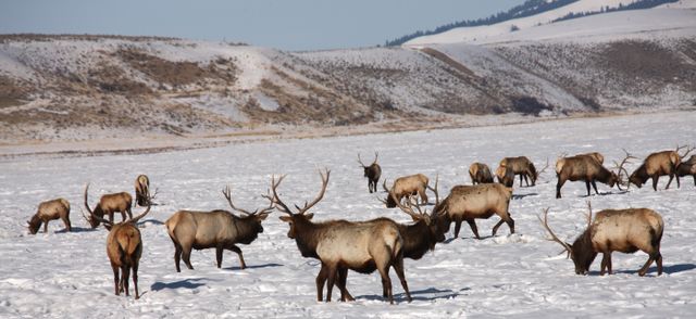 TetonsWinter -- National Elk Refuge 