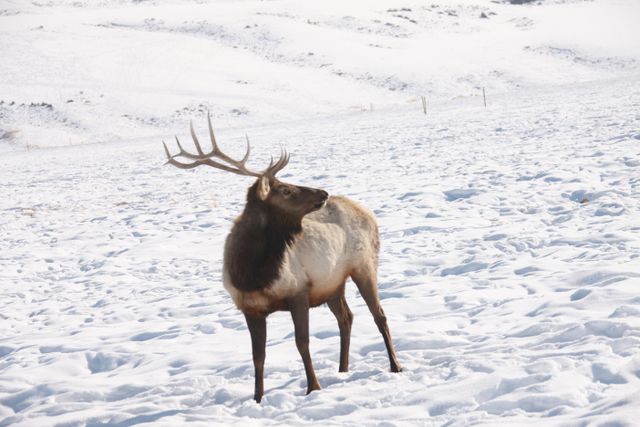 TetonsWinter -- Bull Elk 