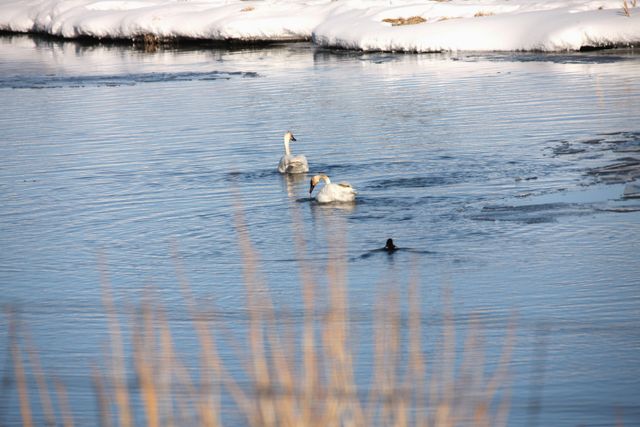 TetonsWinter -- Swan fishing 