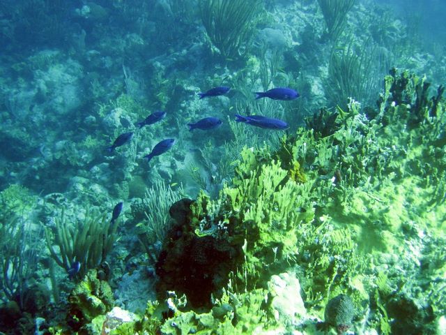 School of fish over Fire Coral 