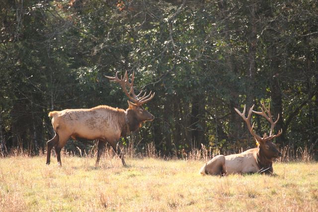 Bull Elk - Great Smoky Mountain National Park, NC