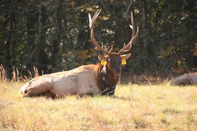 Bull Elk - Great Smoky Mountain National Park, NC