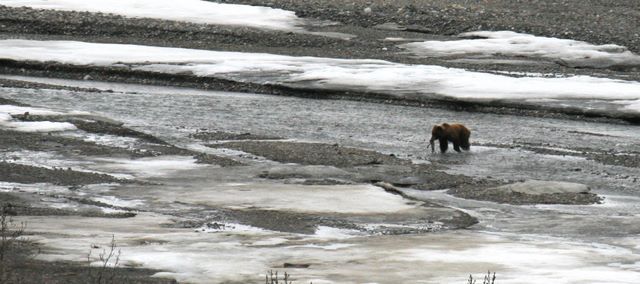 Brown Bear with a fish - Denali National Park - Alaska 