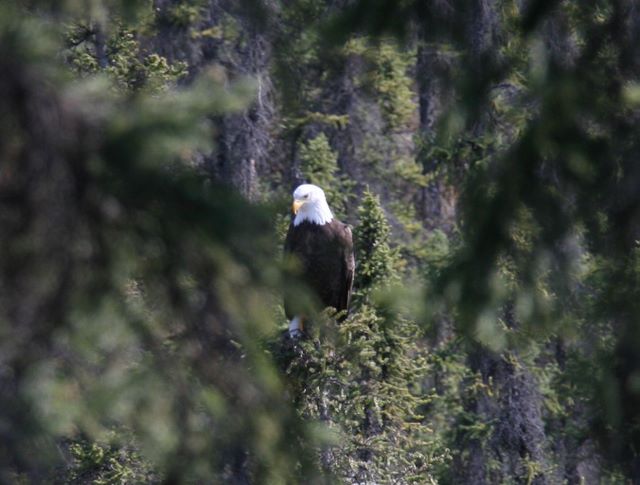 Bald Eagle - Wrangler St. Elias National Park - Alaska