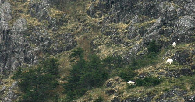 Wild Goats - Kenai Fjords National Park - Alaska