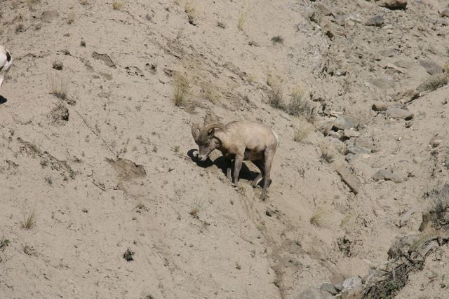 Big Horn Sheep - Yellowstone National Park - MT 