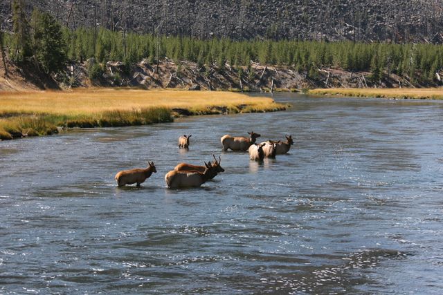 Elk Herd - Yellowstone National Park - MT  