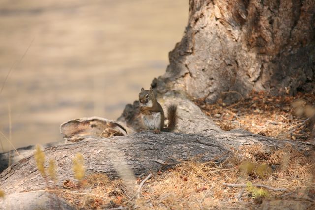 Brown Squirrel - Yellowstone National Park - WY