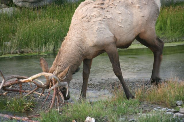 Young Bull Elk attacking a branch  - Yellowstone National Park - MT