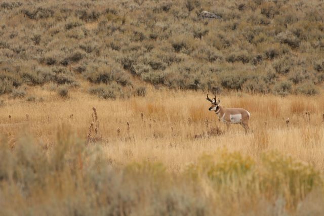 Bull Pronghorn Antelope - Yellowstone National Park - MT   
