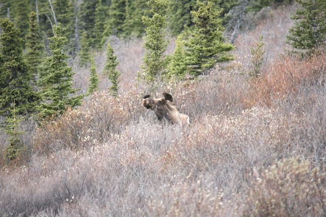 Young male Moose - Denali National Park - Alaska