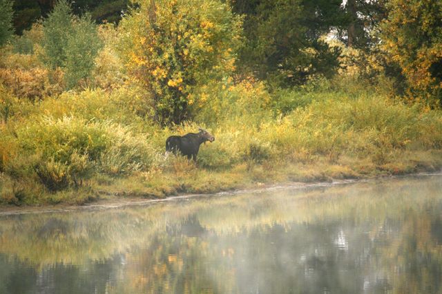Female Moose - Teton National Park - WY 
