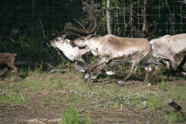 Reindeer - Fairbanks, Alaska