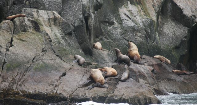 Sea Lions - Kenai Fjords National Park - Alaska