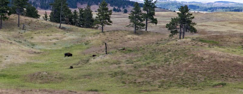 Wind Cave NP is a natural sanctuary for American Bison 