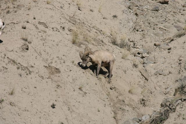 Big Horn Ram