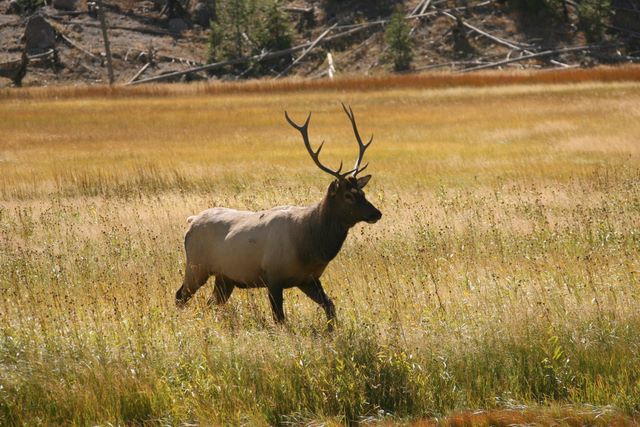 Bull Elk