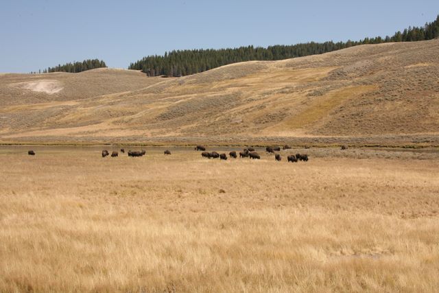 Bison Herd