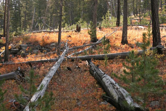 Blacktail Plateau Area