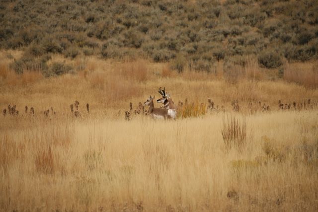 Pronghorn Antelope 