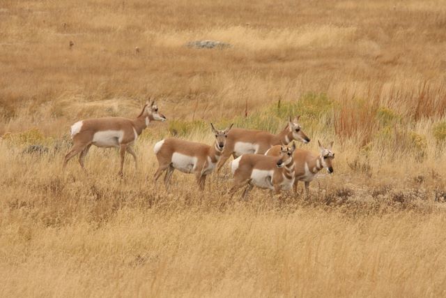 Pronghorn Antelope 