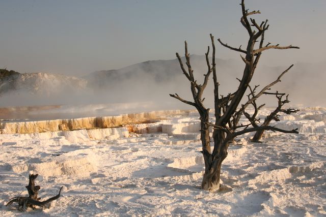 Mammoth Hot Springs 