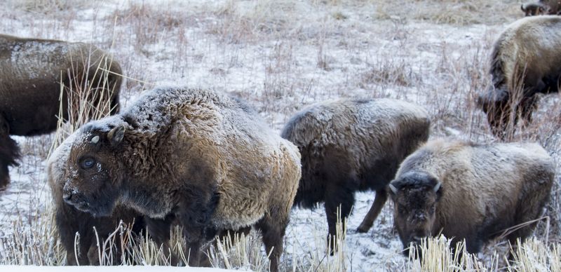 Buffalo Herd 