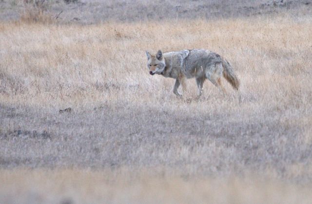 Yellowstone Winter -- Hungry Coyote 