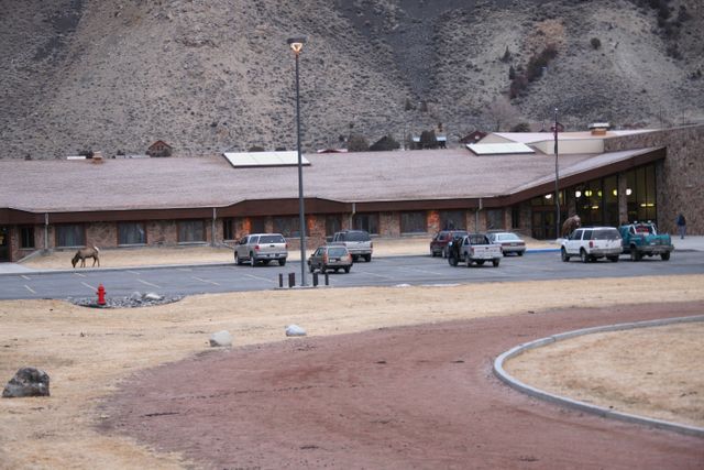 Yellowstone Winter -- Elk grazing by Elementary School 