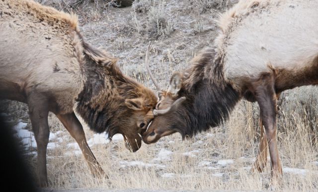 Yellowstone Winter -- Young Bucks 