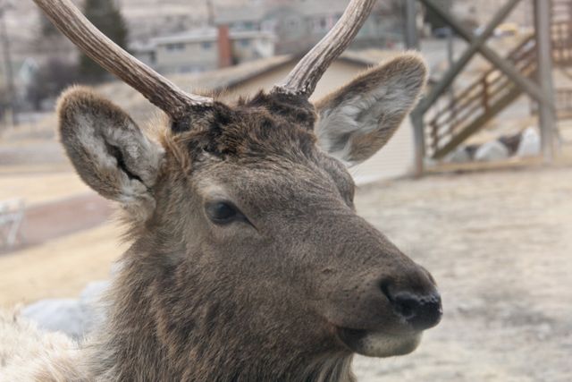 Yellowstone Winter -- Close Up 