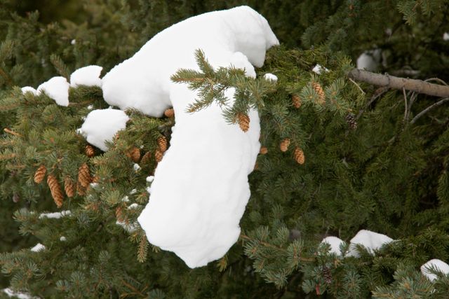 Yellowstone Winter -- Snow Pillow 