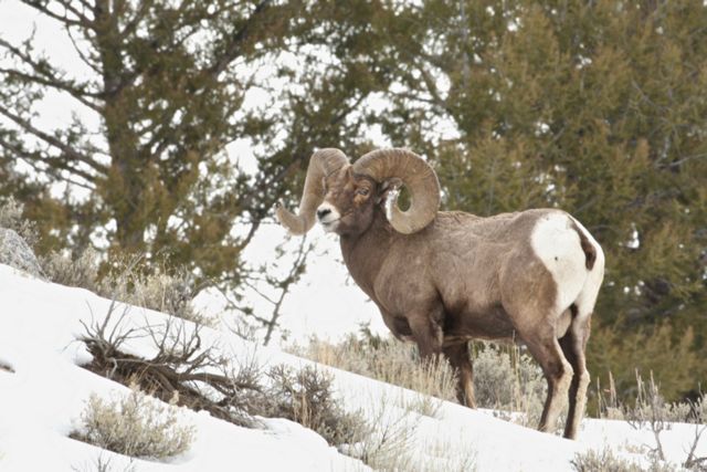 Yellowstone Winter -- Big Horn Sheep 