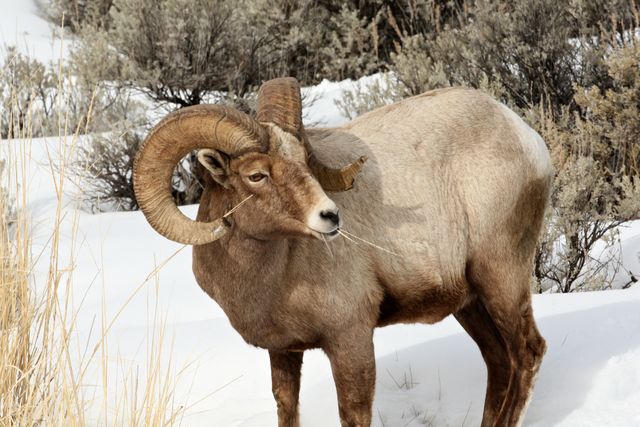 Yellowstone Winter -- Big Horn 