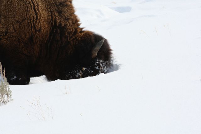 Yellowstone Winter -- Where is the grass 