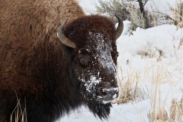 Yellowstone Winter -- Yes it is cold 