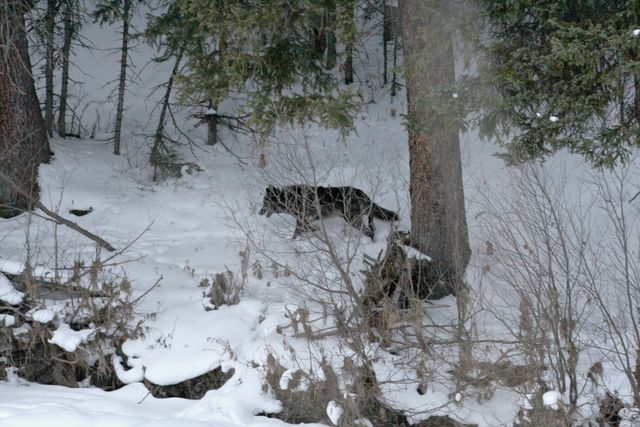 Yellowstone Winter -- Wolf 