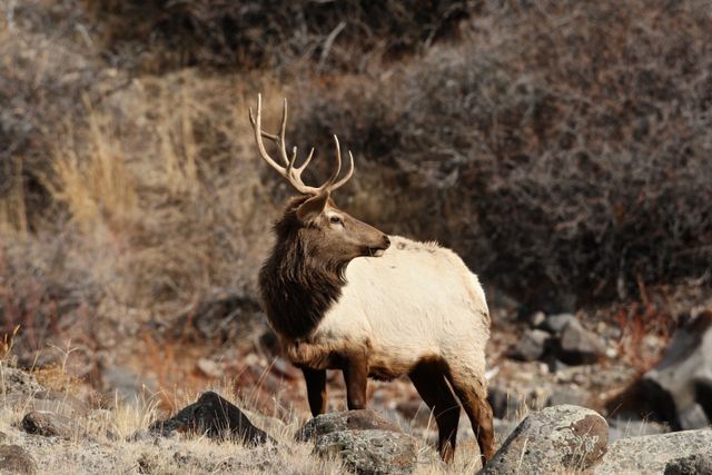 Yellowstone Winter -- Bull Elk