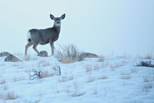 Yellowstone Winter -- Mule Deer 